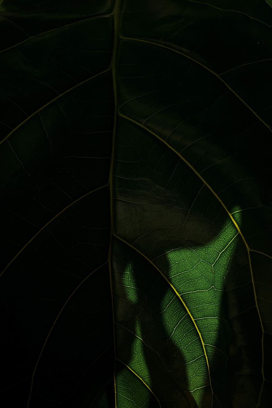 plant part, leaf, green color, nature, growth, no people, close-up HD wallpaper