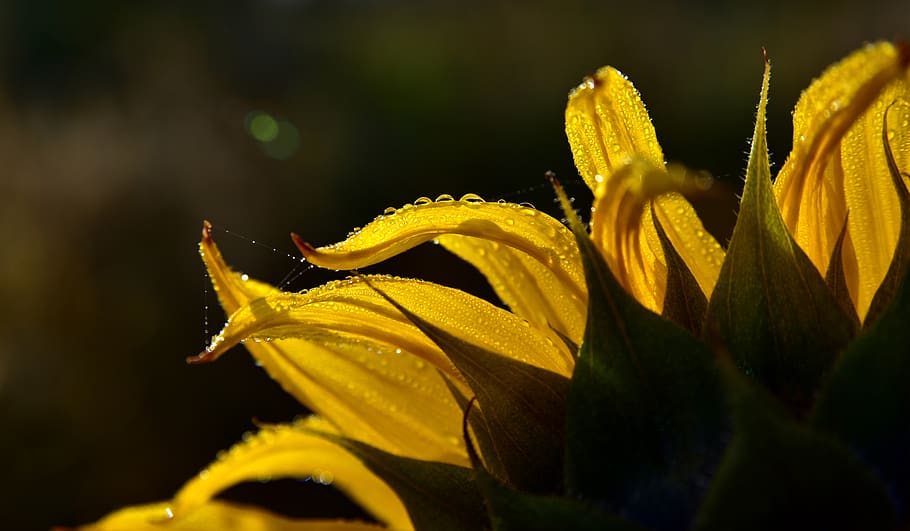 sunflower, close up, backlighting, macro, yellow, bright, petals HD wallpaper