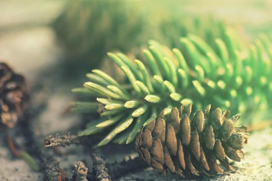 pine cone, nature, growth, plant, close-up, flower, beauty in nature HD wallpaper
