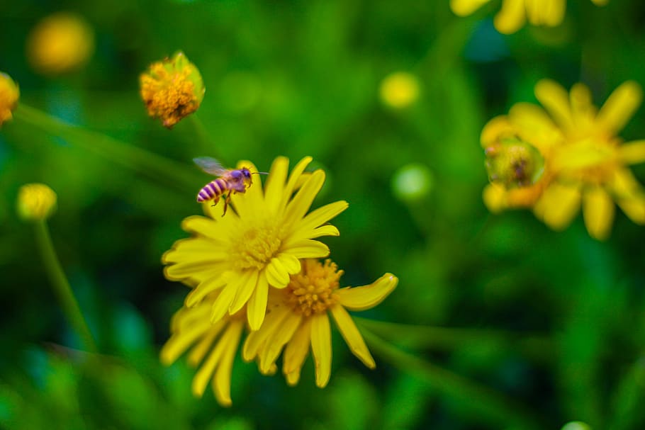 bee, bees, yellow, plant, flower, flowers, plants, insect, insects HD wallpaper