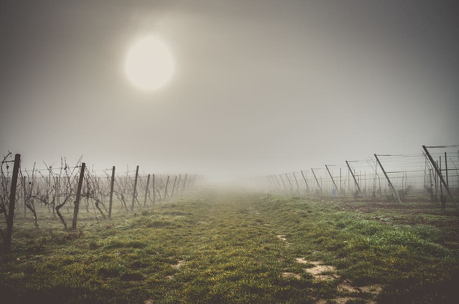 pentax, germany, sky, cloudy, grass, green, vineyard, fog, morning HD wallpaper