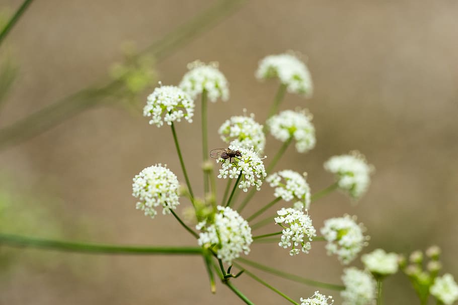 macro, detail, white, fly, bokeh, close up, flower, blossom HD wallpaper