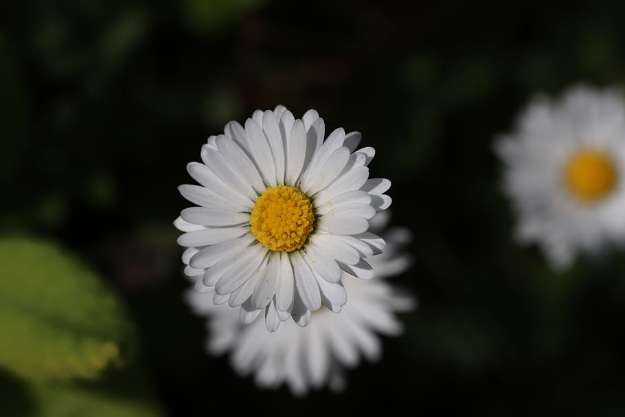 daisies, spring, flowers, nature, garden, flowering, petal HD wallpaper