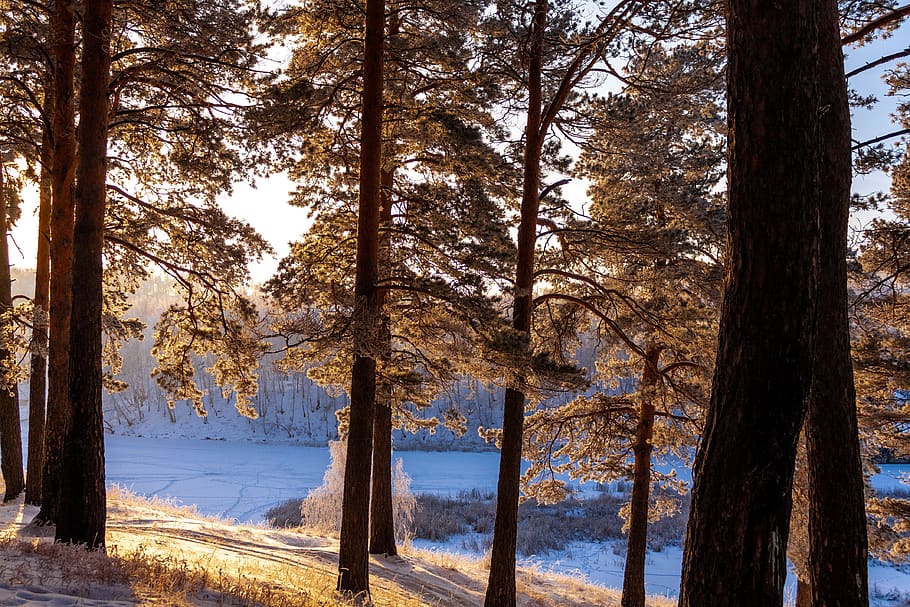 nature, forest, winter, snow, leann, frost, landscape, trees HD wallpaper