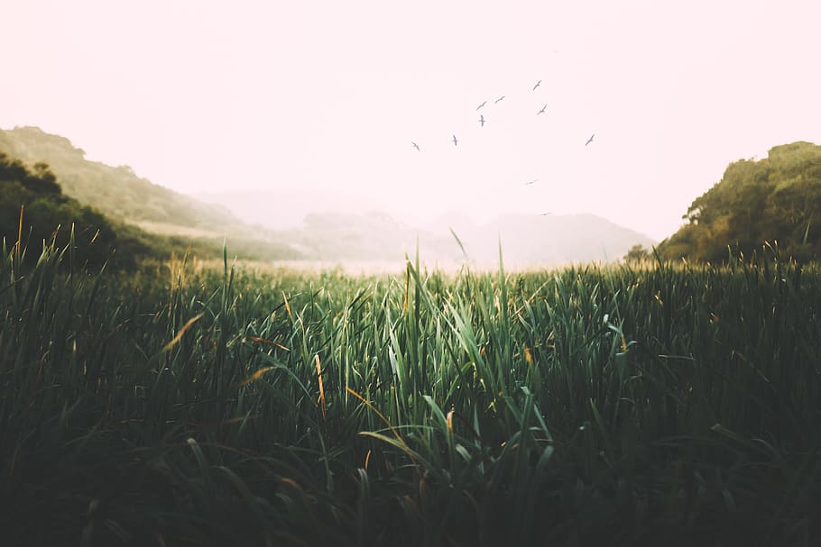 green grass field, bird, mountain, tree, forest, woodland, landscape HD wallpaper