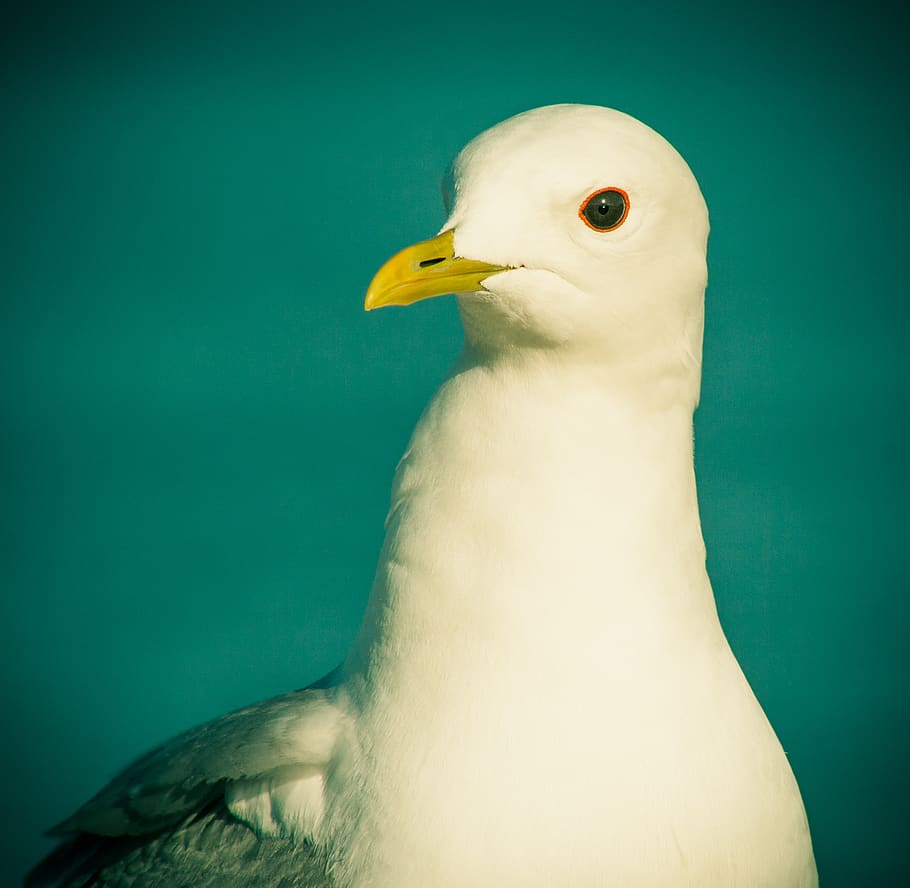 A white bird standing up., eye, seagull, close-up, spooky, nose HD wallpaper