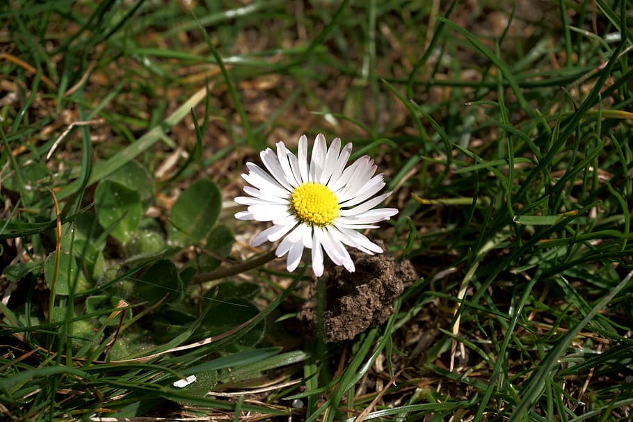 flower, daisy, meadow, yellow, climate protection, spring, white HD wallpaper