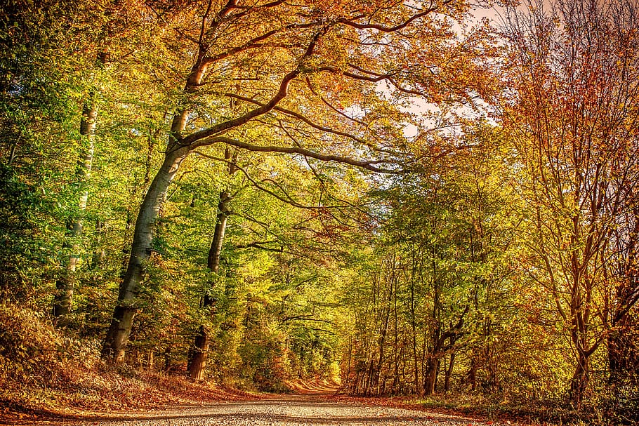 autumn forest, nature, tree, deciduous trees, fall foliage HD wallpaper
