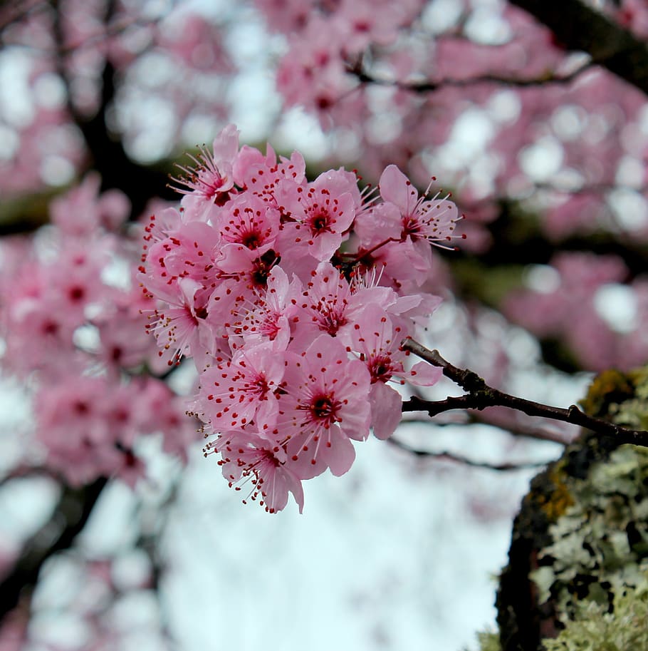 cherry, flower, branch, flora, florist, spring, petals, lichen HD wallpaper
