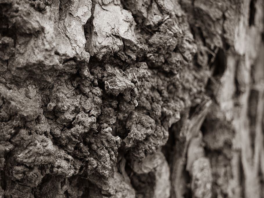 rock, tree, plant, texture, tree trunk, wood, bark, ground HD wallpaper