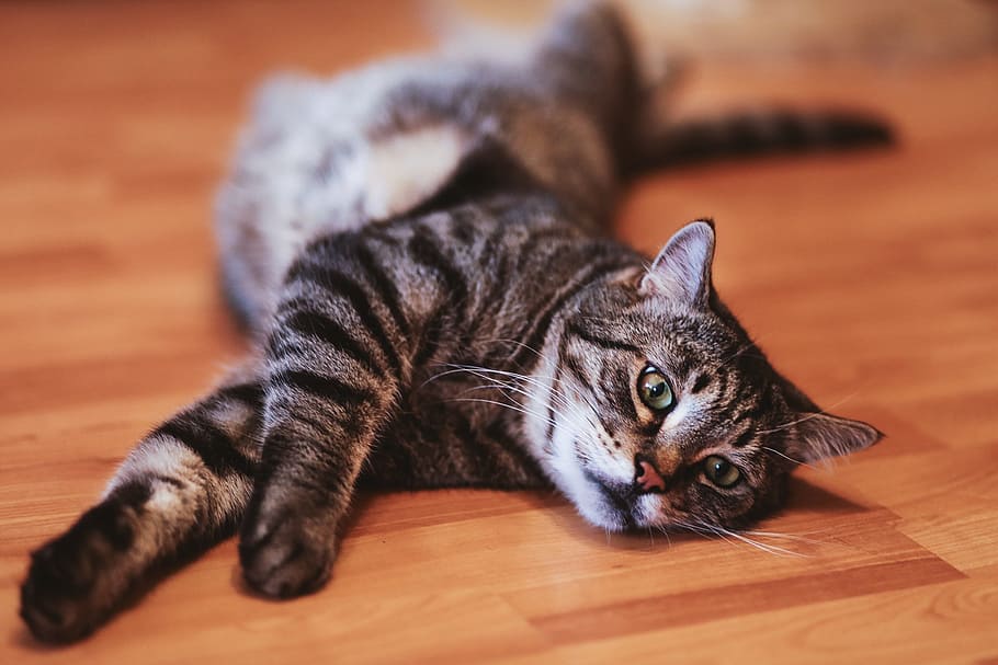 cat, laying, floor, playing, happy, animal, pet, feline, domestic cat HD wallpaper