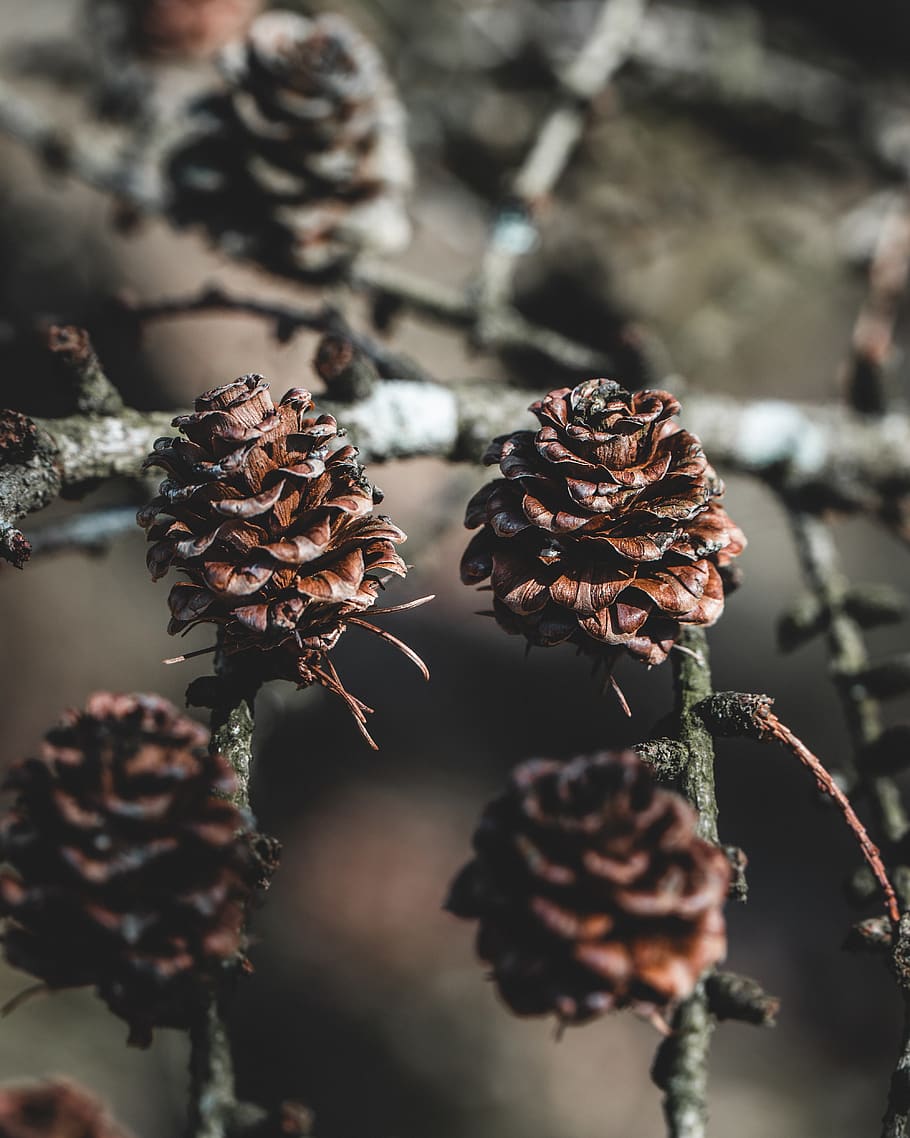 pinecone tree, plant, close-up, focus on foreground, beauty in nature HD wallpaper
