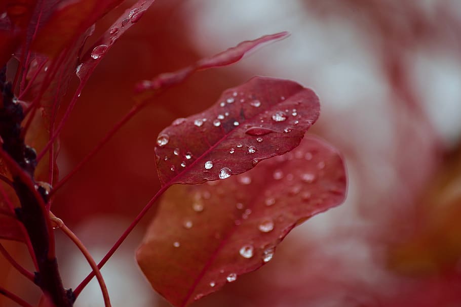 fall foliage, brown, orange, drip, dewdrop, light, shadow, autumn HD wallpaper