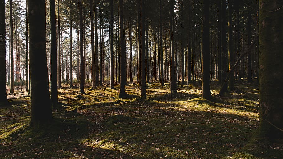 forest trees, land, trunk, tree trunk, woodland, plant, growth HD wallpaper