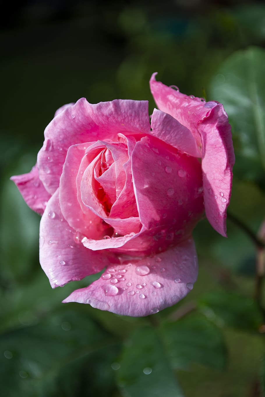 italy, rome, flower, flowering plant, beauty in nature, vulnerability HD wallpaper