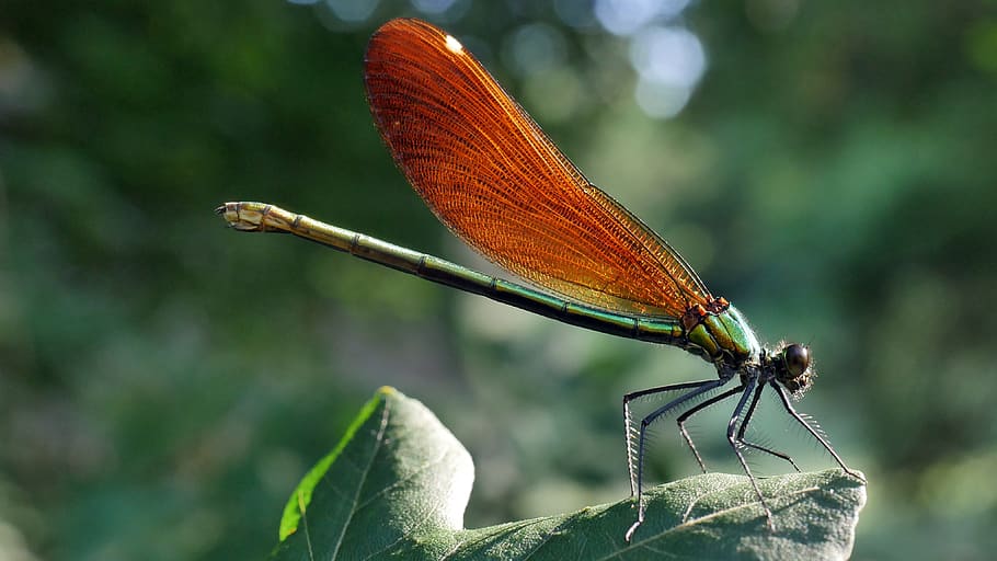 dragonfly, insect, red, macro, nature, one animal, invertebrate HD wallpaper