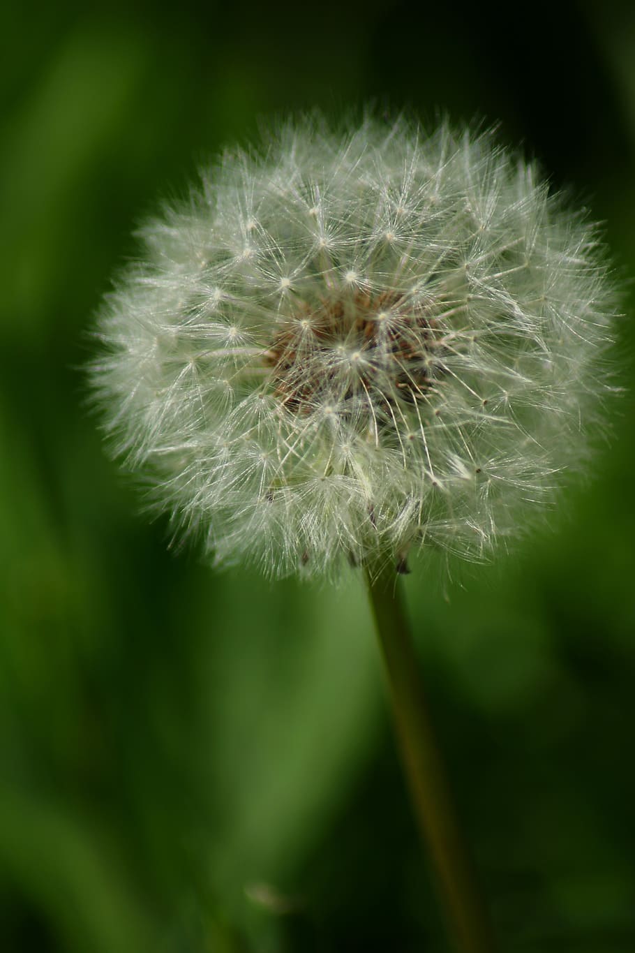flower, dandelion, spring, blossom, nature, paardenbloemzaden, HD wallpaper