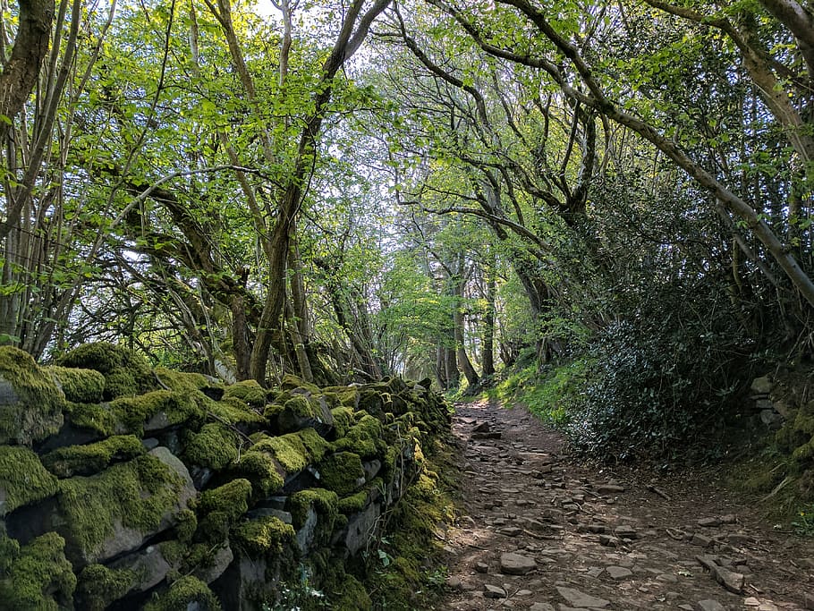 Wales, wall, moss, path, forest, wood, tree, plant, growth HD wallpaper