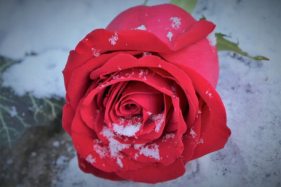 Розы на снегу. Розы на снегу картинки.