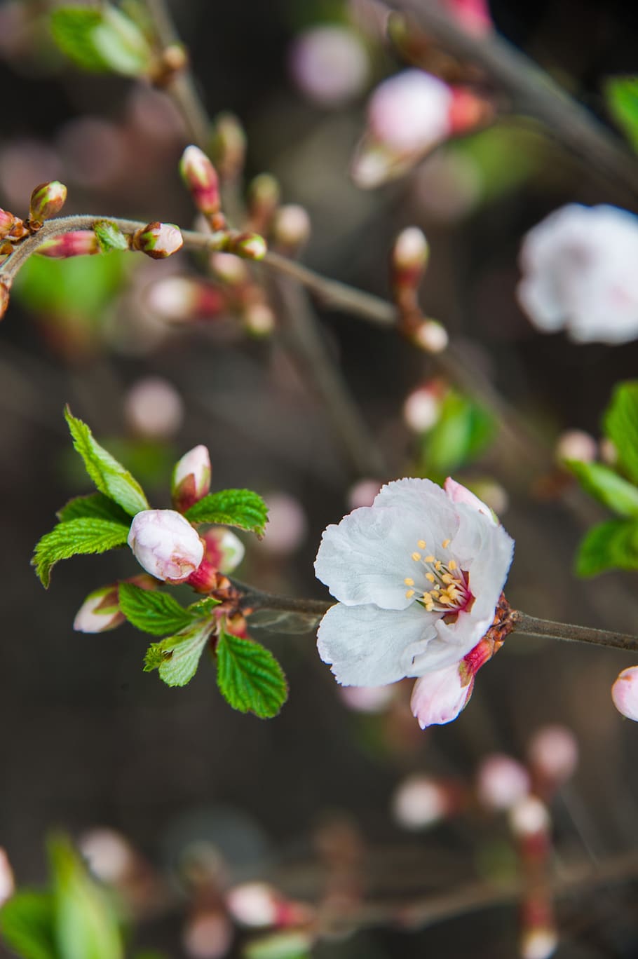spring, cherry, flowers, petals, cherry blossoms, branch of cherry HD wallpaper