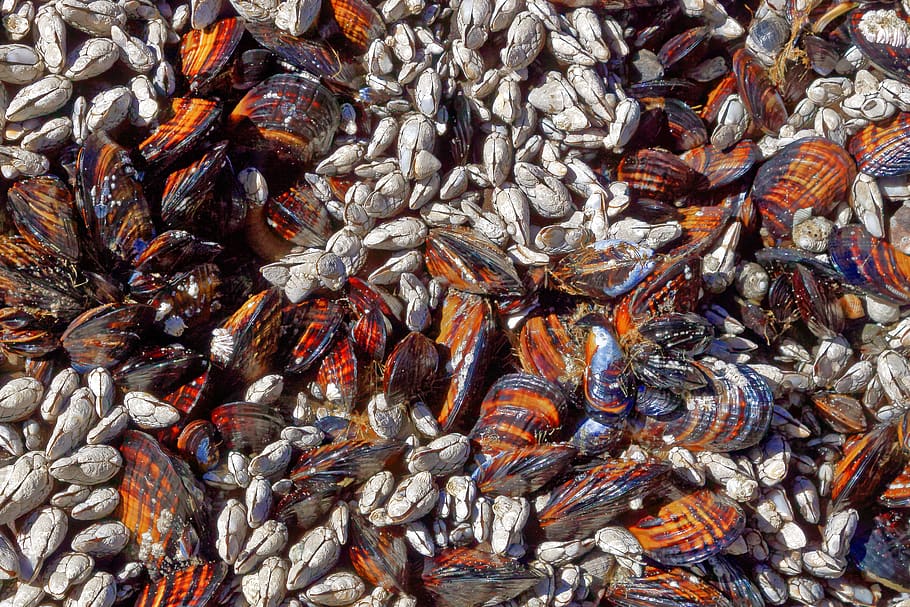 mussel shell, barnacle, full frame, backgrounds, abundance HD wallpaper