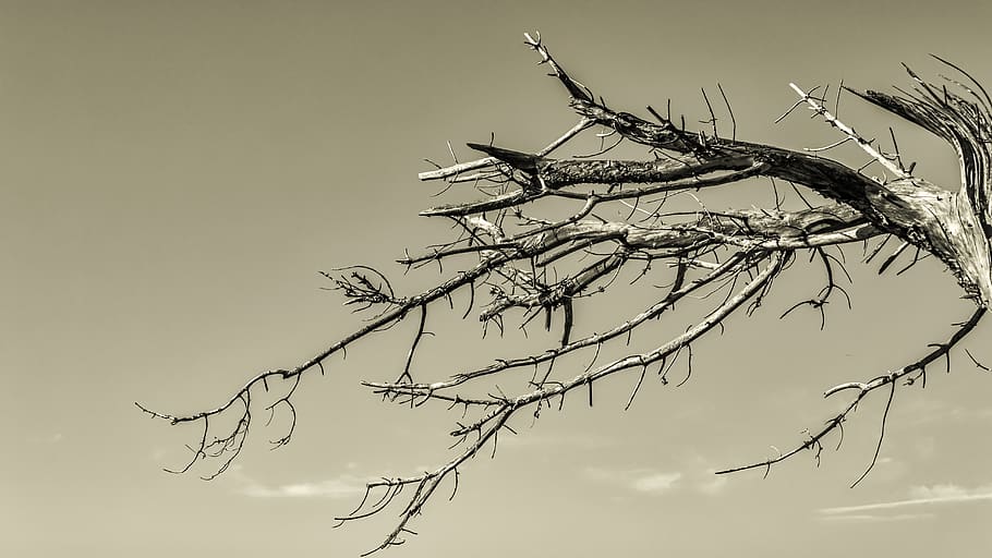 tree, branch, dry, dead, sunset, desktop, nature, silhouette HD wallpaper