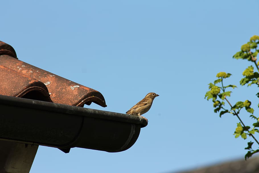 bird, roof, nature, sky, animal, animal world, house sparrow, HD wallpaper