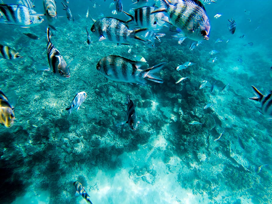 mauritius, blue bay, blue bay marine park, water, ocean, sea, HD wallpaper
