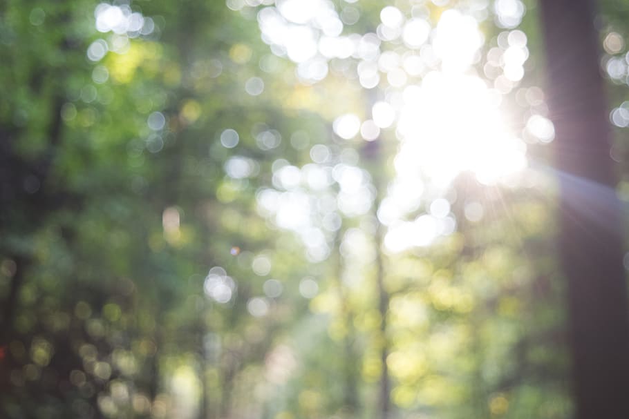 bokeh, forest, light, trees, nature, sunlight, plant, lens flare HD wallpaper