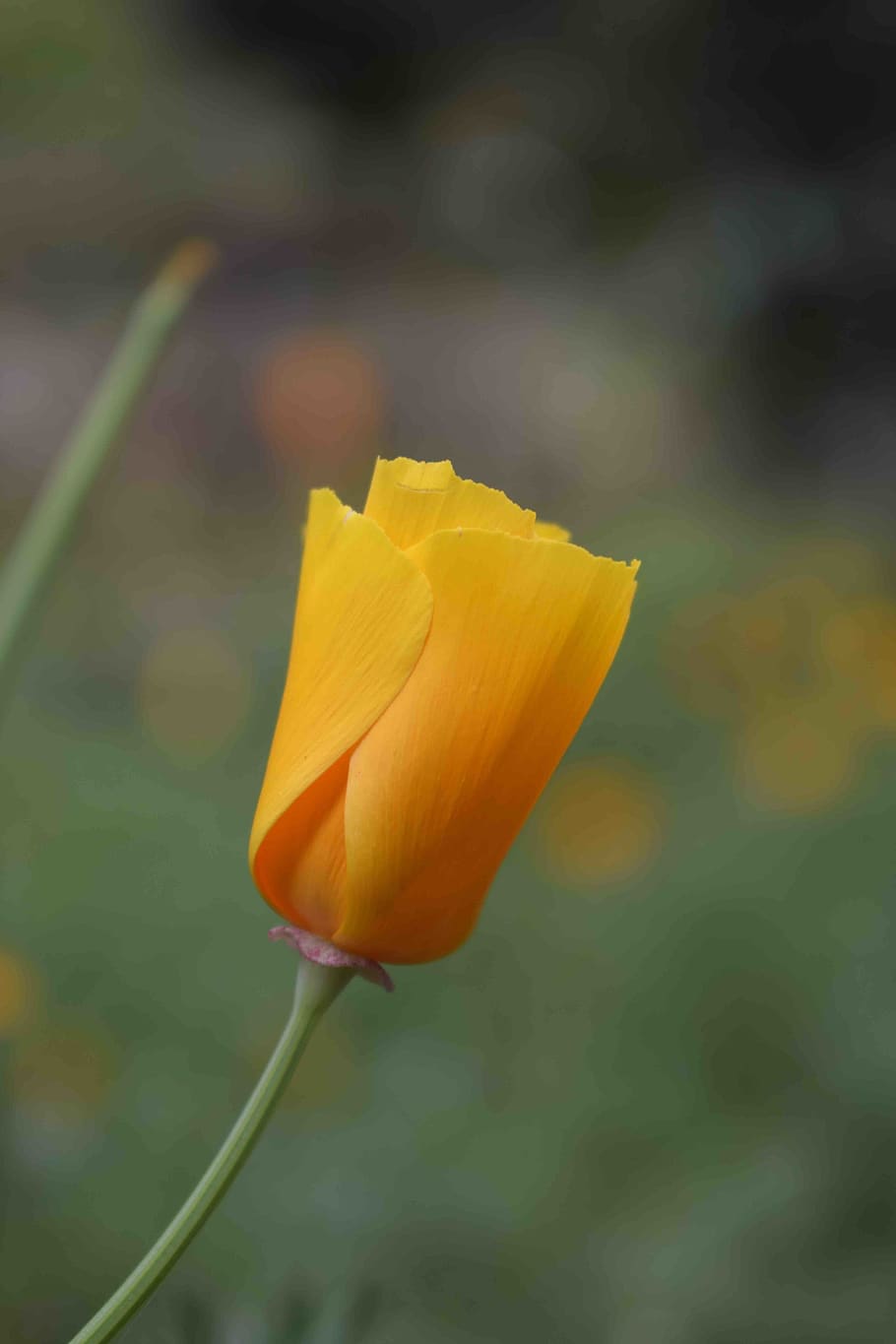 flower, yellow, flowering plant, fragility, vulnerability, beauty in nature HD wallpaper