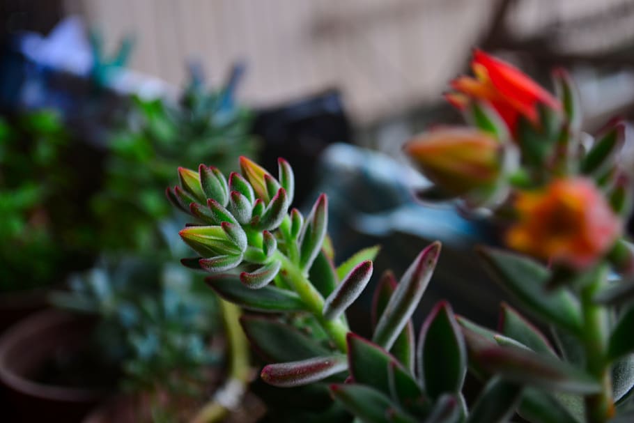 bloom, red, orange, plant, flower, flowering plant, growth HD wallpaper