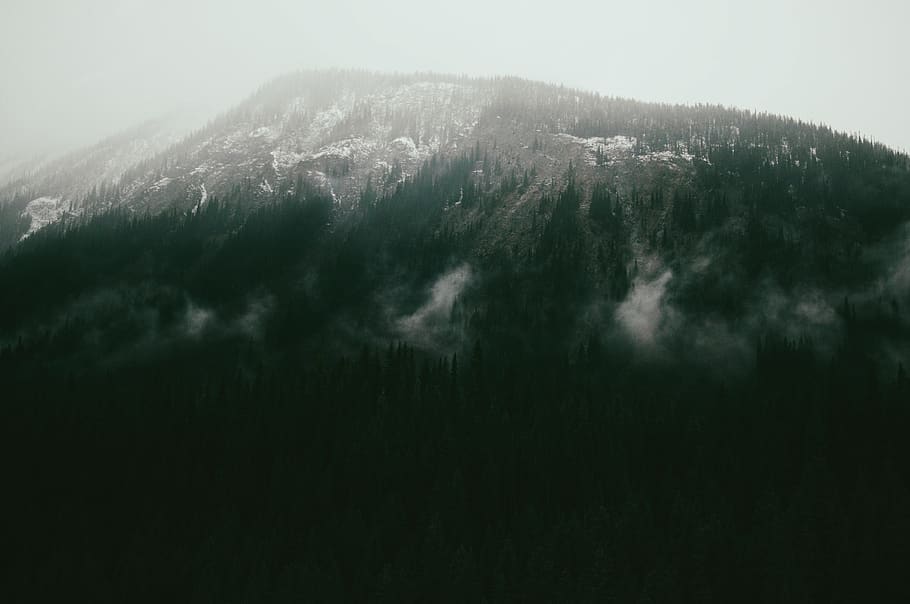 canada, banff, mountain, trees, beauty in nature, scenics - nature HD wallpaper