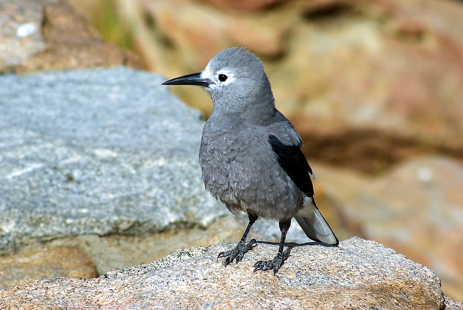 clark's nutcracker on wall, bird, nature, colorado, perched HD wallpaper