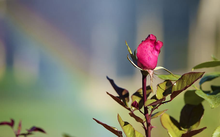 Hd Wallpaper United States Sedona Simple Water Drops Rose Red Outdoors Wallpaper Flare