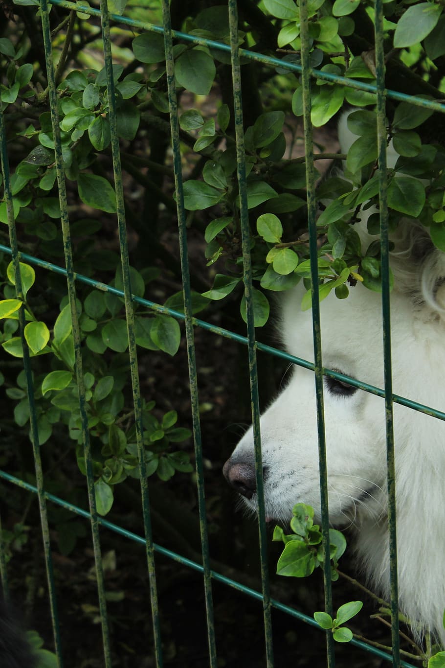 green, dog, wait, outside, garden, white, samoyed, animal, nature HD wallpaper