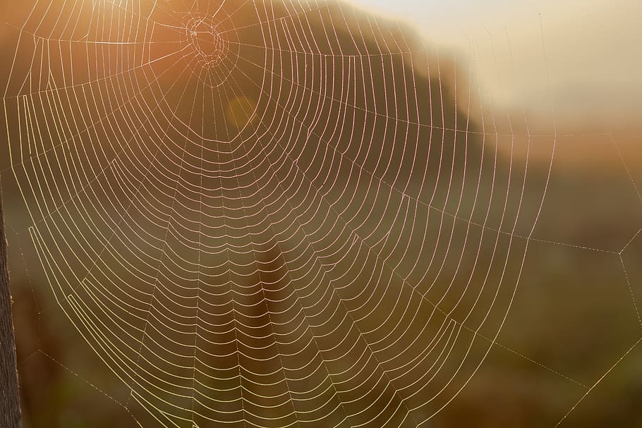 cobweb, backlighting, cobwebs, delicate, fragile, spider, close up HD wallpaper