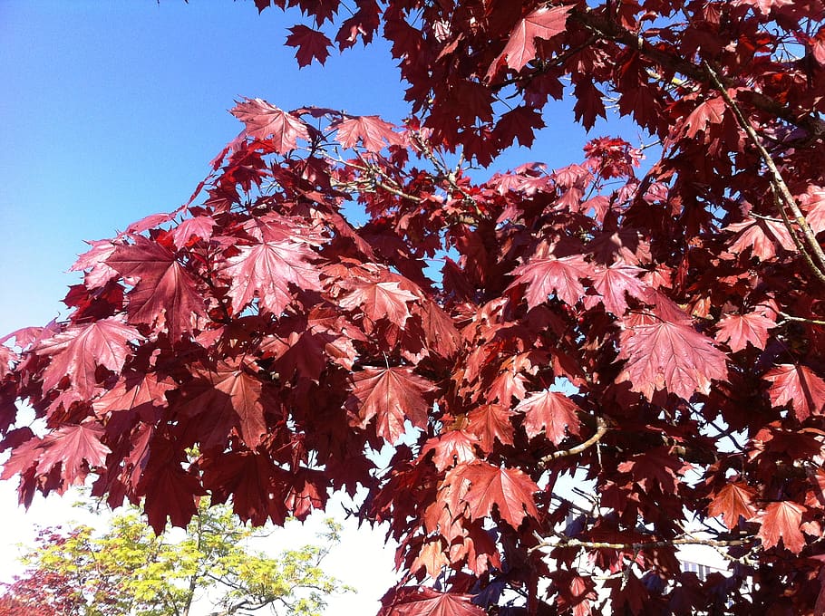 leaf, plant, tree, maple, maple leaf, red, vegetation, bush HD wallpaper