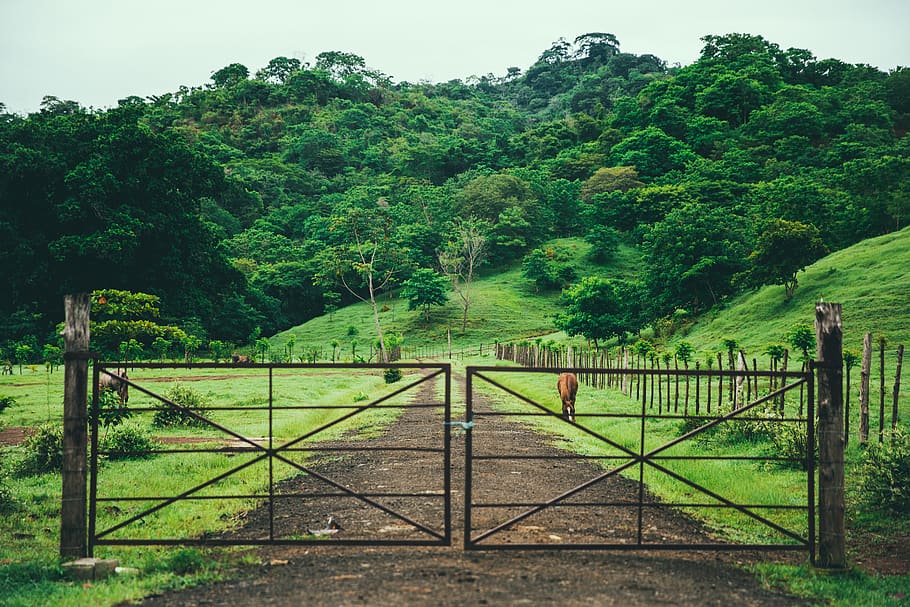 panama, cambutal, ranch, gate, dirt, road, drive, driveway HD wallpaper