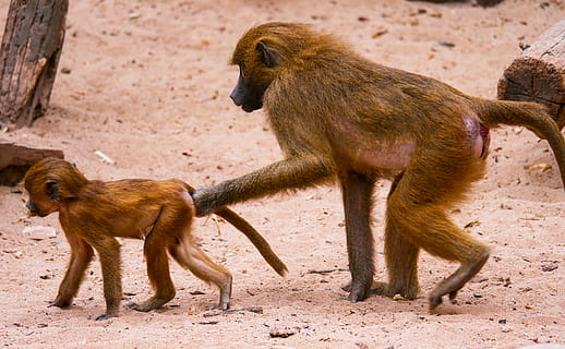 animal, monkey, baboon, sphinx-baboon, mother and child, little monkey HD wallpaper