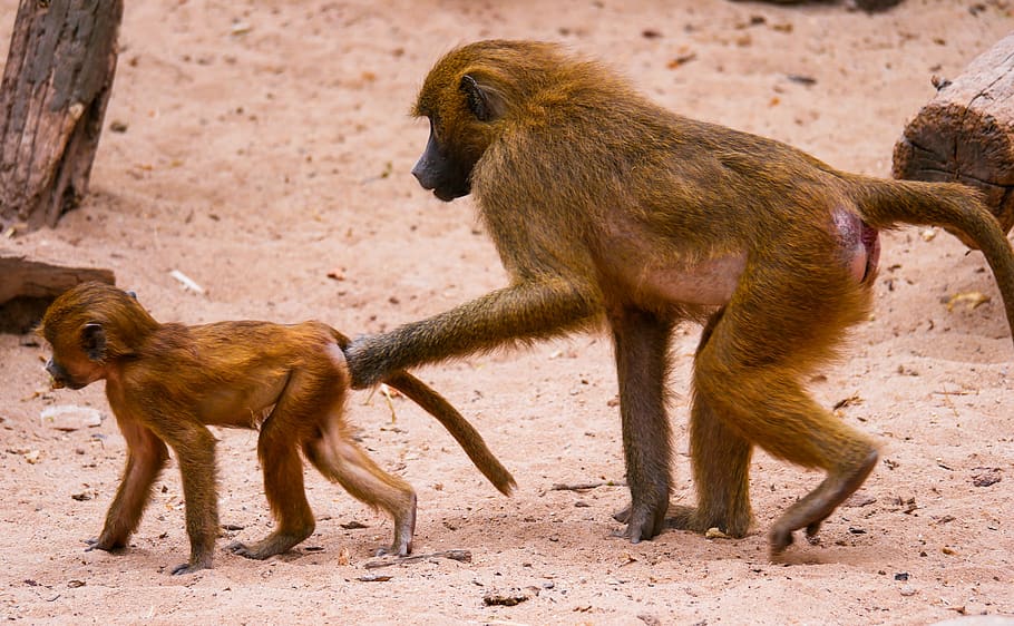 animal, monkey, baboon, sphinx-baboon, mother and child, little monkey HD wallpaper