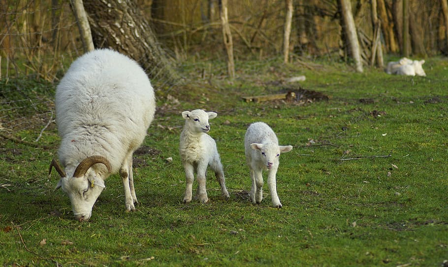 family, lambs, brothers and sisters, easter, wool, two, spring