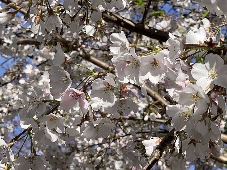 cherry tree, cherry blossoms, spring, flower, pink, petal, flowering plant HD wallpaper