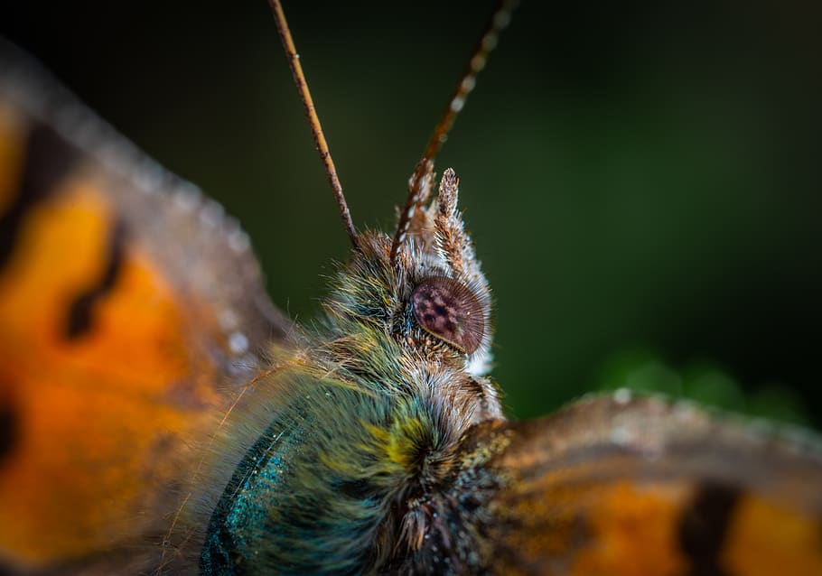 Macro Photography Of Moth, close-up, insect, lepidoptera, little HD wallpaper
