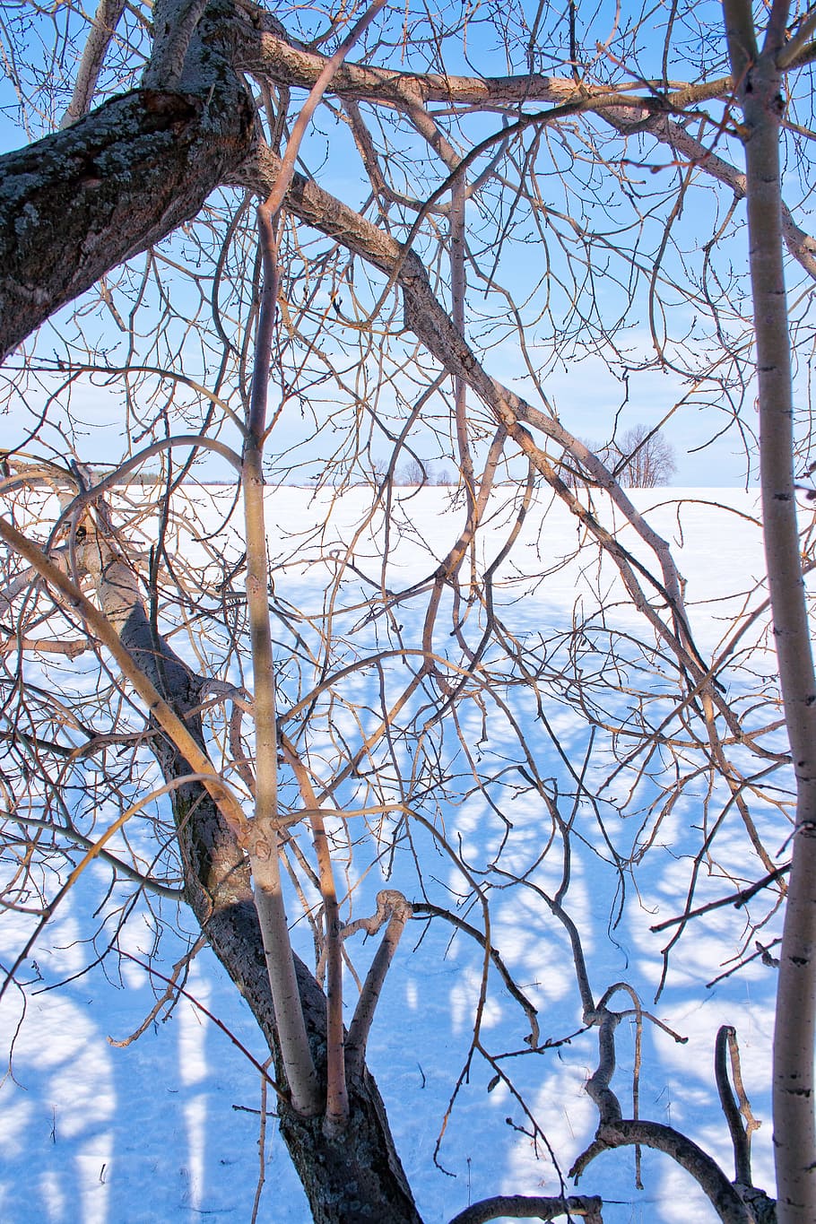 tree, branches, winter, cold, ice, snow, nature, bare tree HD wallpaper
