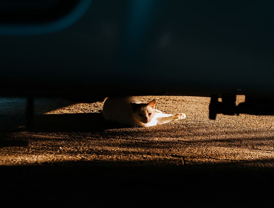 cat, animals, artistic, light, golden light, cute, cinematic HD wallpaper
