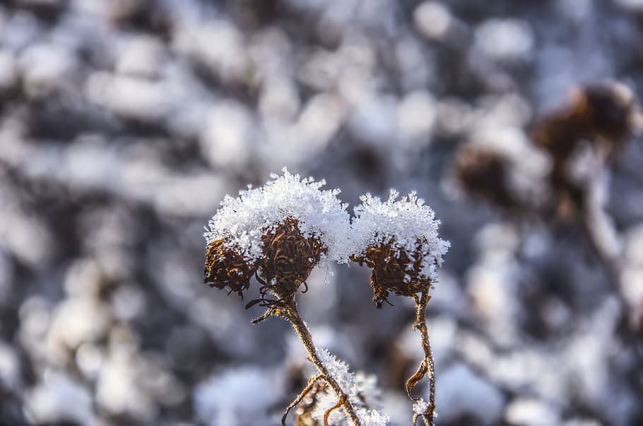 snow, snowy, ice, iced, icy, hdr, nature, winter, cold, ze HD wallpaper