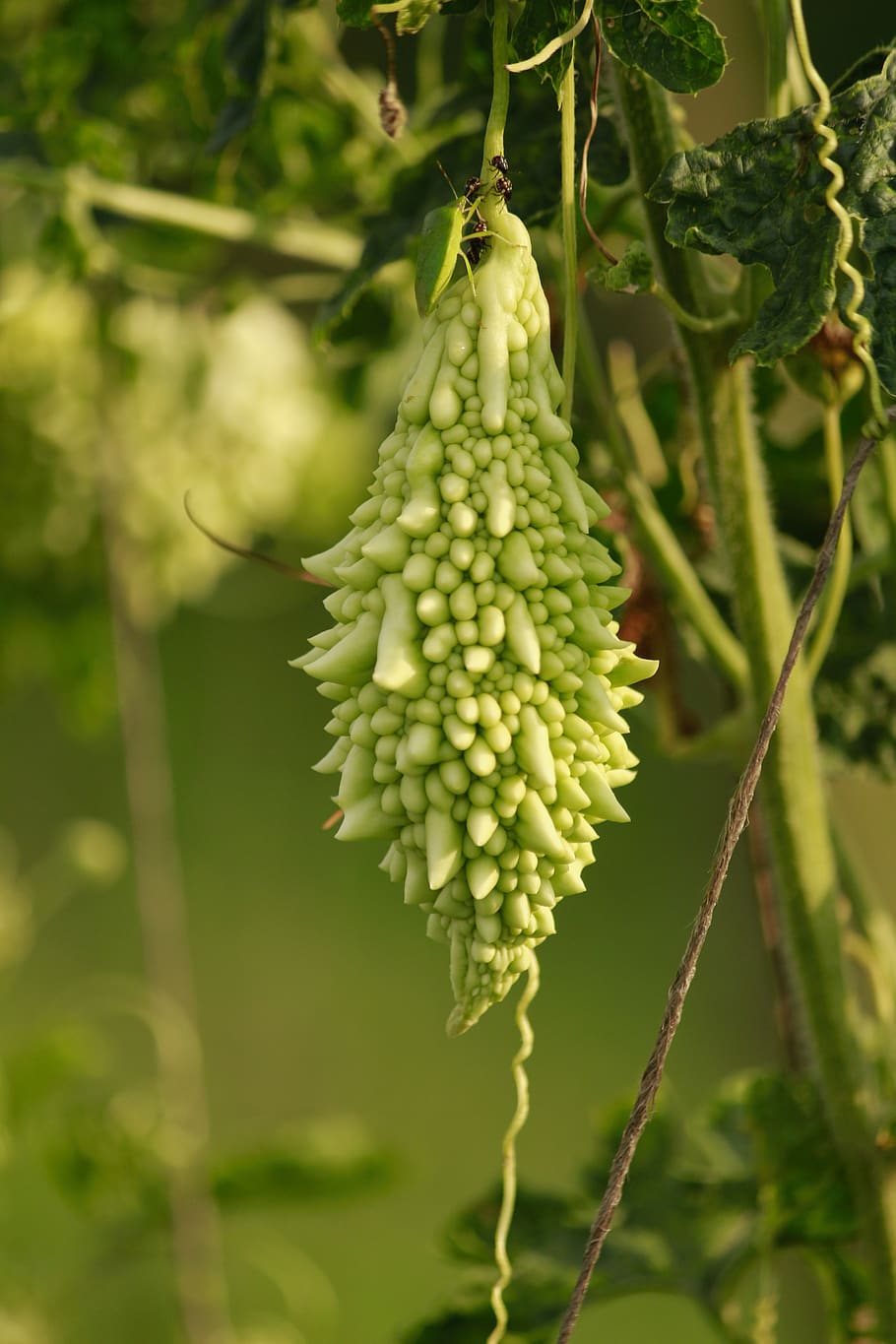 plant, growth, food, green color, food and drink, close-up HD wallpaper