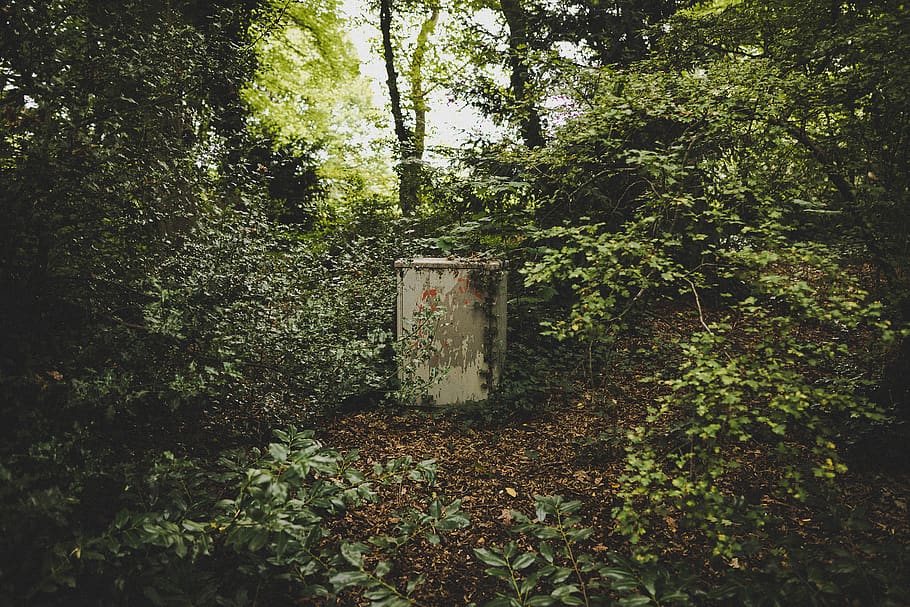 worrd, forest, trees, shrubs, out of place, nature, green, summer HD wallpaper