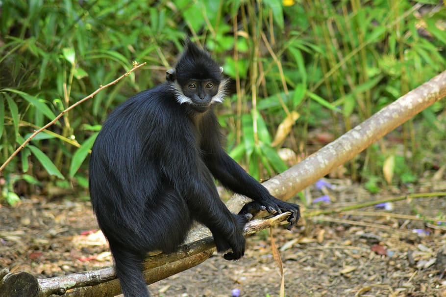 black and white monkey on branch, wildlife, mammal, animal, colobus monkey HD wallpaper