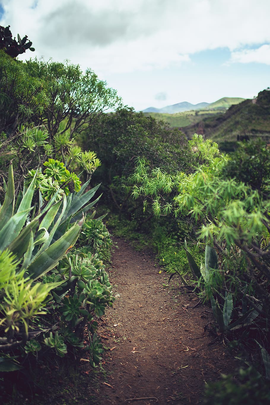 green-leafed plants, growth, green color, beauty in nature, tranquility HD wallpaper